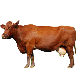 Belgian Red Cow